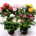 玫瑰花苗盆栽花卉观花植物室内外院内花嫁接好养花颜色备注