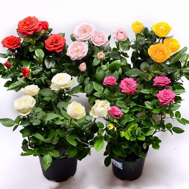 玫瑰花苗盆栽花卉观花植物室内外院内花嫁接好养花颜色备注