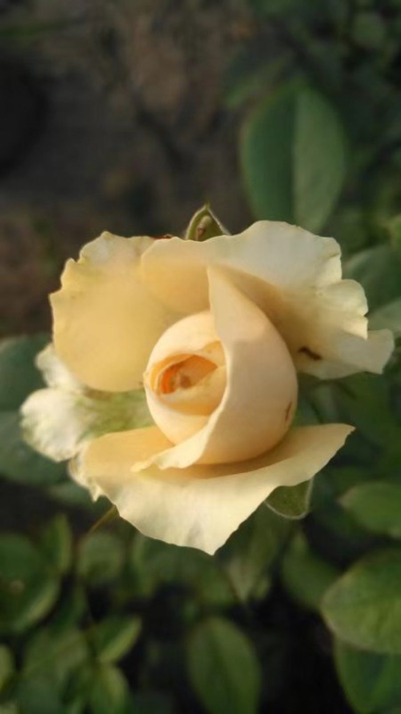 玫瑰花苗盆栽花卉观花植物室内外院内花嫁接好养花颜色备注