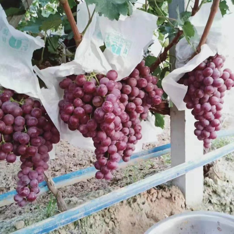 大荔红提葡萄，红提价格，陕西红提葡萄批发价格，红提基地