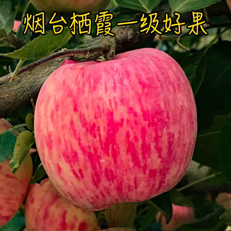 烟台苹果预售