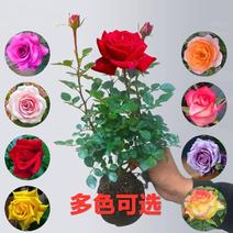玫瑰花苗盆栽花卉观花植物室内外院内花嫁接好养花颜色备注
