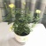 玫瑰花苗盆栽花卉观花植物室内外院内花嫁接好养花颜色备注