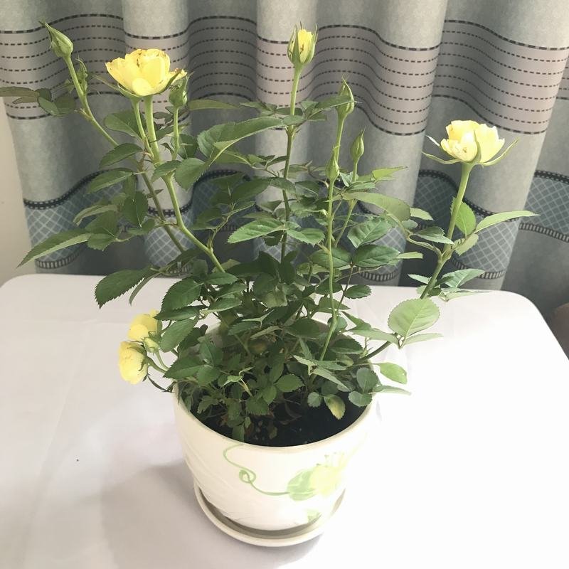 玫瑰花苗盆栽花卉观花植物室内外院内花嫁接好养花颜色备注