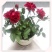 玫瑰花苗盆栽花卉观花植物室内外院内花嫁接好养花颜色备注