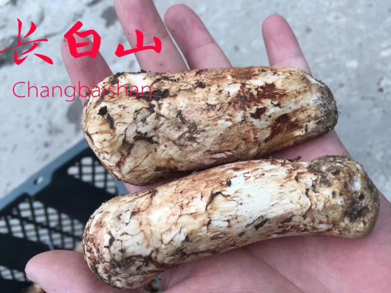 【顺丰包邮】松茸新鲜东北长白山一公斤礼盒