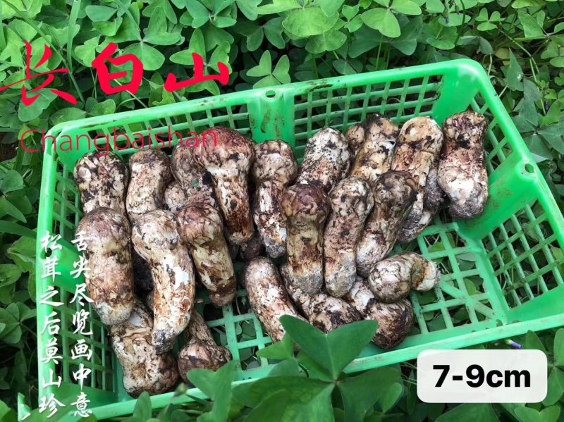 【顺丰包邮】松茸新鲜东北长白山一公斤礼盒