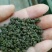 吴茱萸