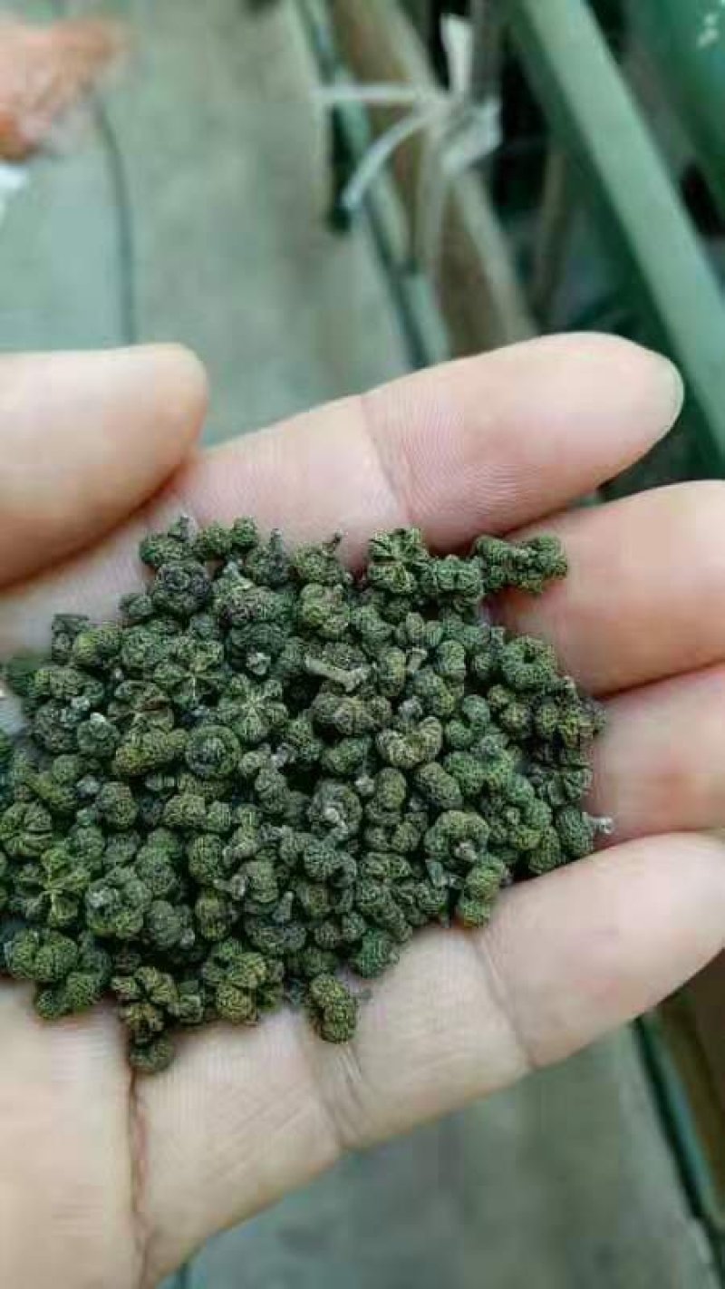 吴茱萸