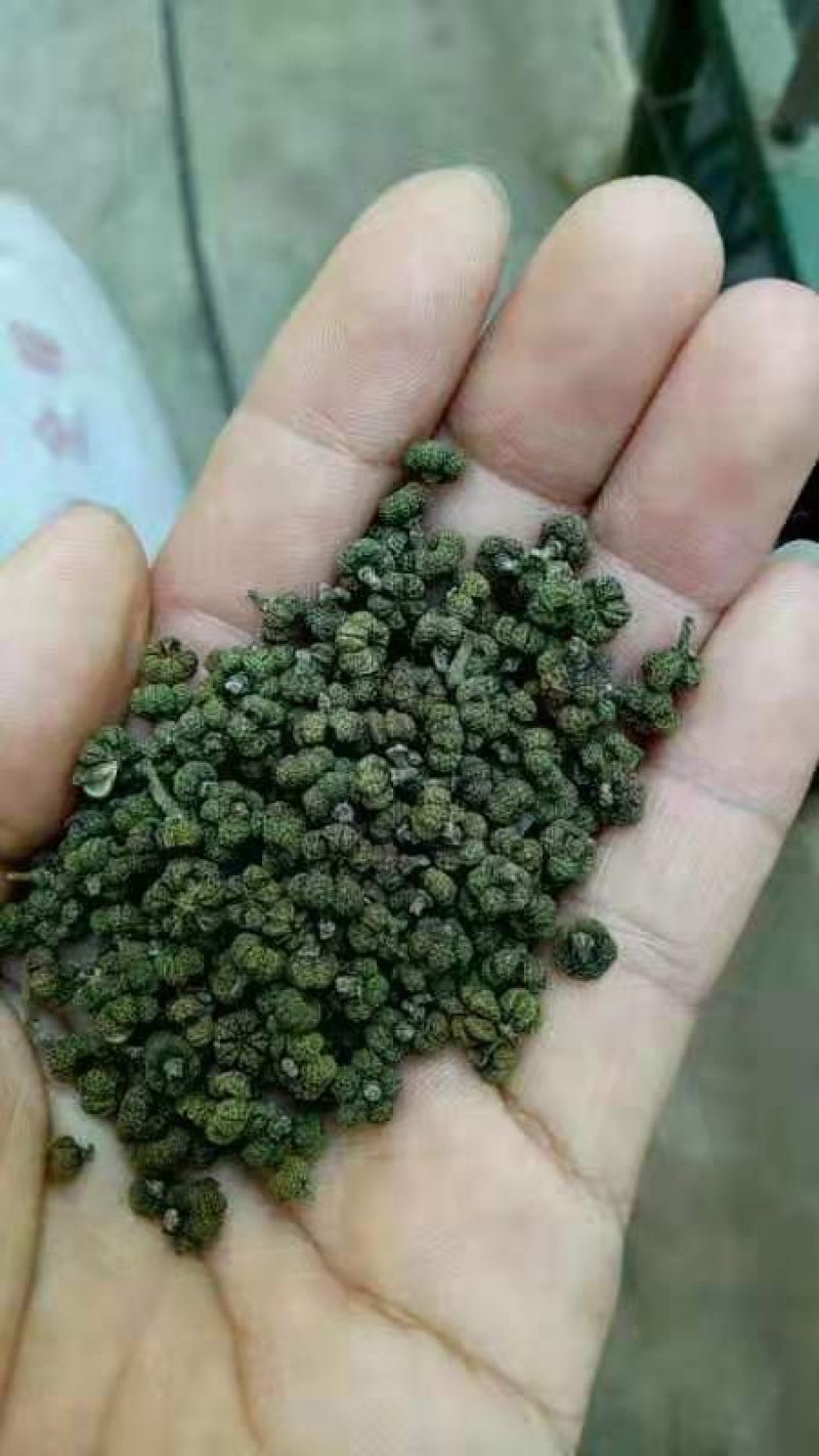 吴茱萸