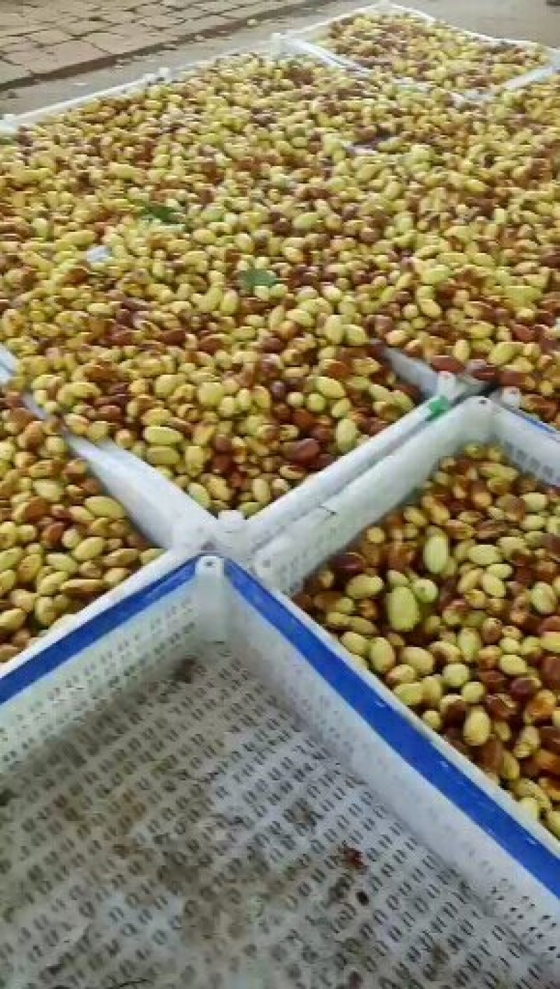 马牙枣
