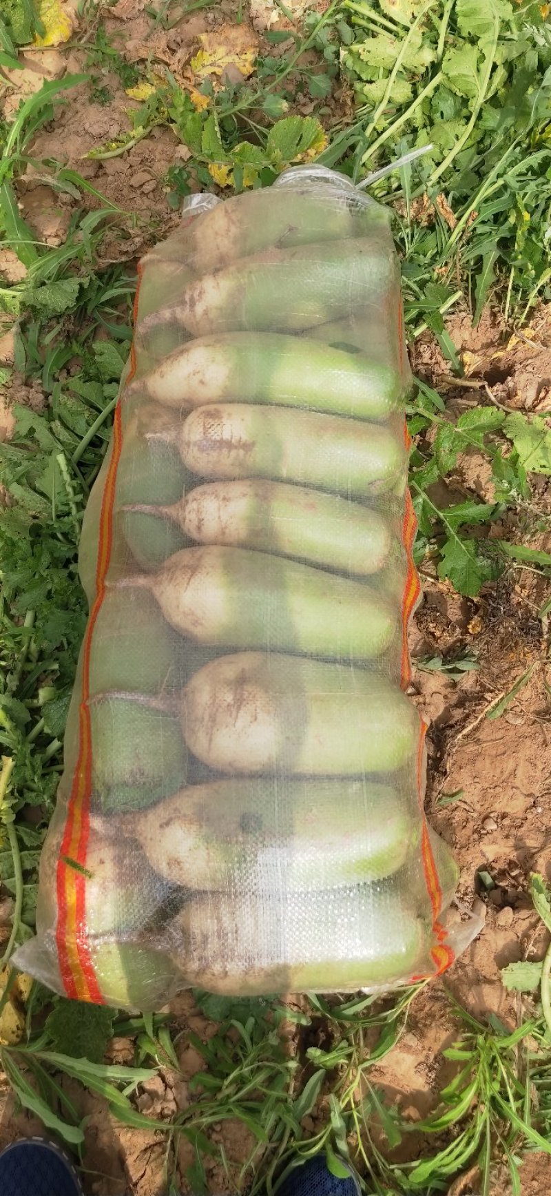 青萝卜1到3斤，价格合理质量**