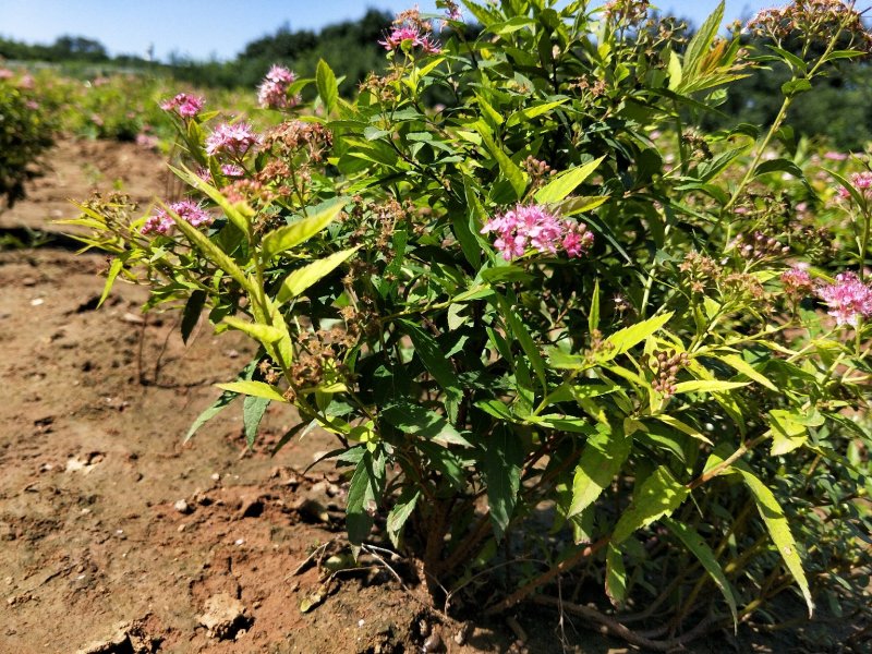 粉花绣线菊绣线菊死苗补发量大可以优惠