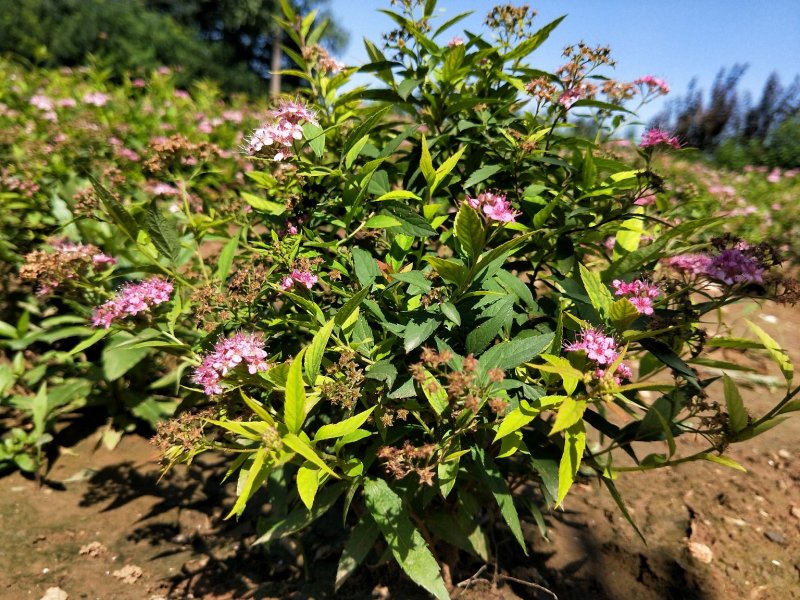 粉花绣线菊绣线菊死苗补发量大可以优惠