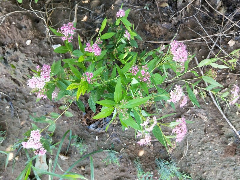 粉花绣线菊绣线菊死苗补发量大可以优惠