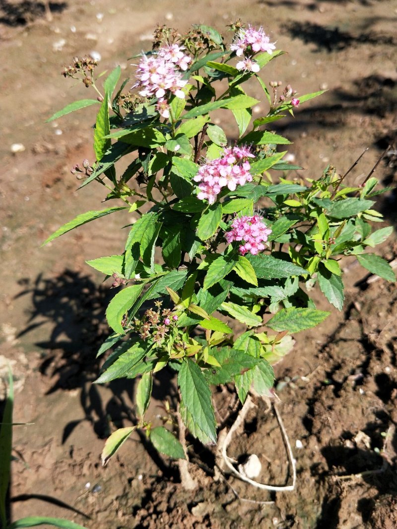 粉花绣线菊绣线菊死苗补发量大可以优惠
