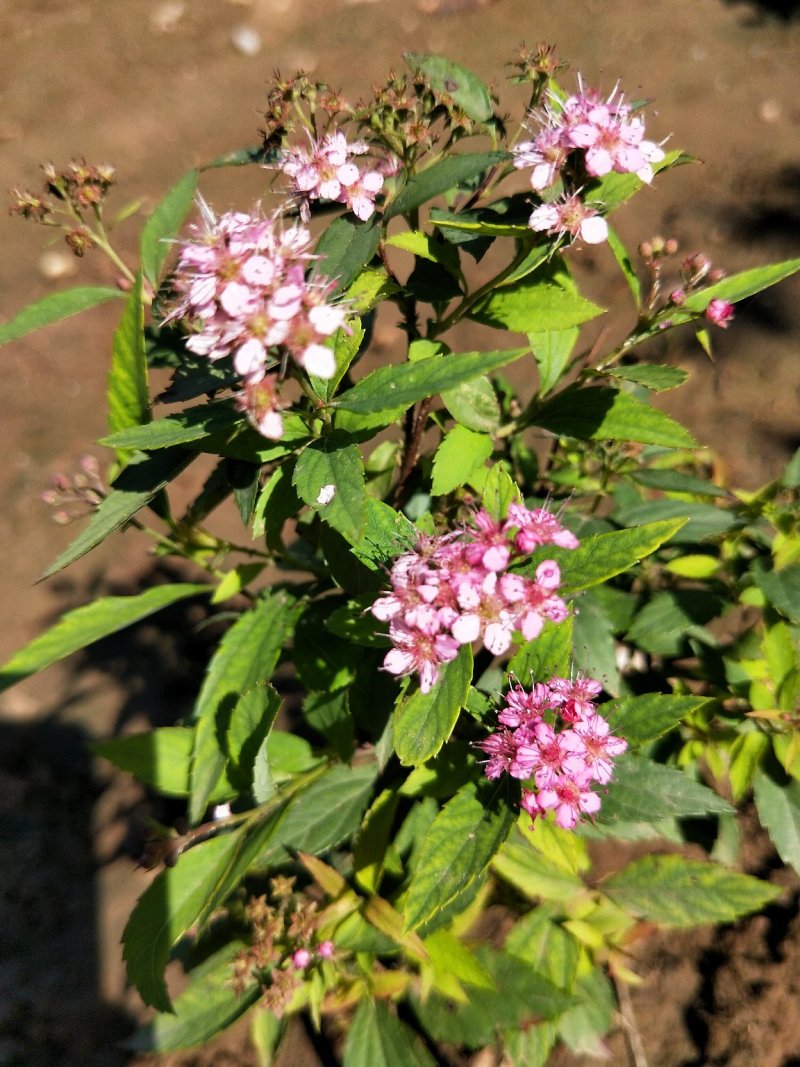粉花绣线菊绣线菊死苗补发量大可以优惠