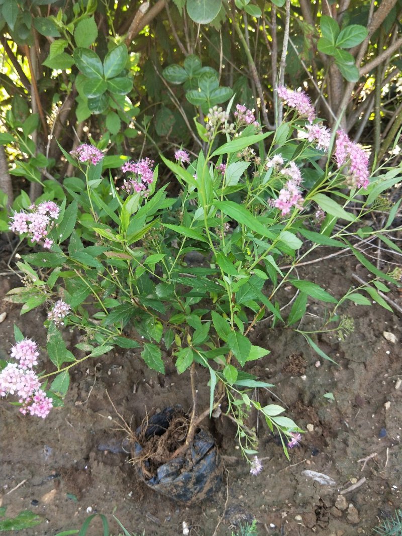 粉花绣线菊绣线菊死苗补发量大可以优惠