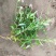 粉花绣线菊绣线菊死苗补发量大可以优惠