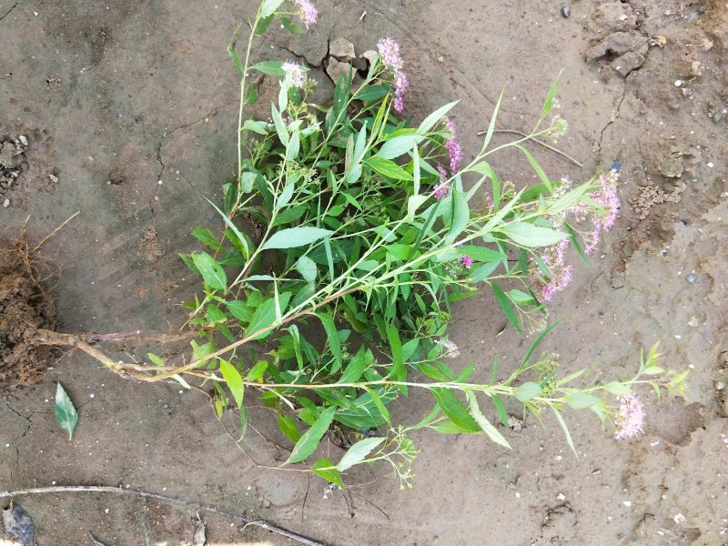 粉花绣线菊绣线菊死苗补发量大可以优惠
