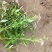粉花绣线菊绣线菊死苗补发量大可以优惠