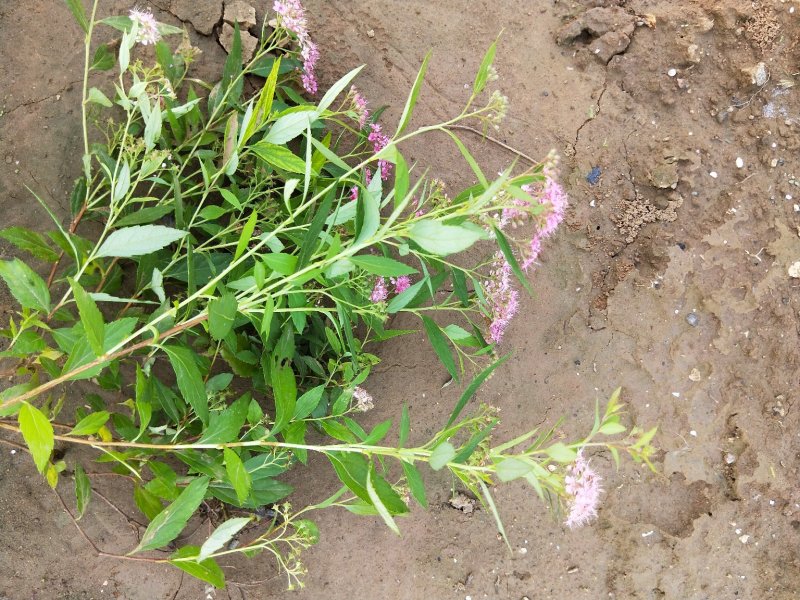 粉花绣线菊绣线菊死苗补发量大可以优惠