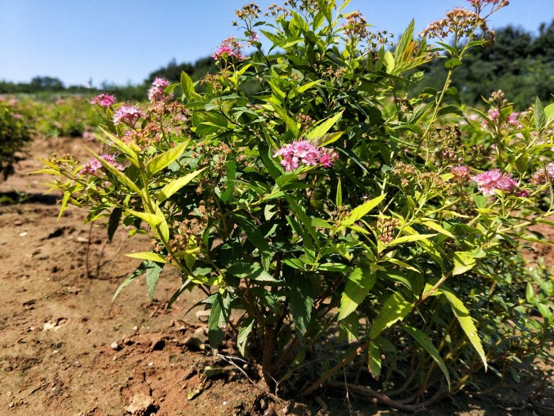 粉花绣线菊绣线菊死苗补发量大可以优惠