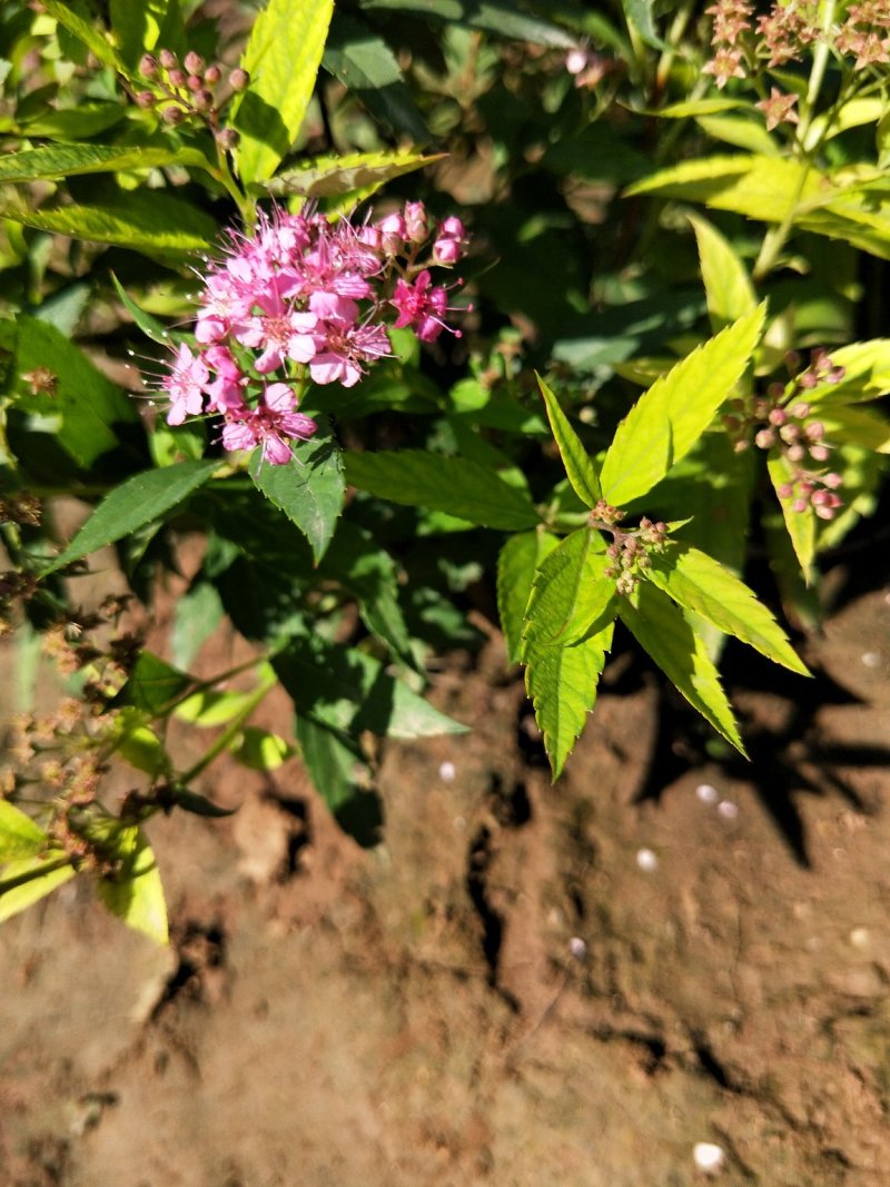 粉花绣线菊绣线菊死苗补发量大可以优惠