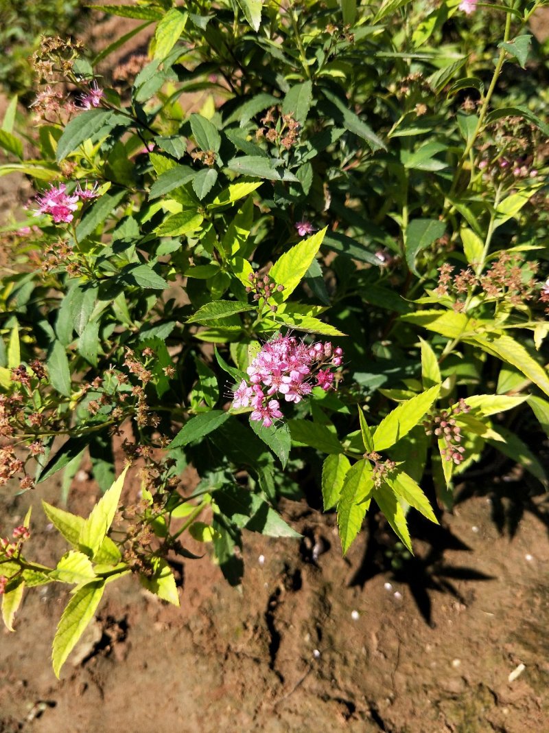 粉花绣线菊绣线菊死苗补发量大可以优惠