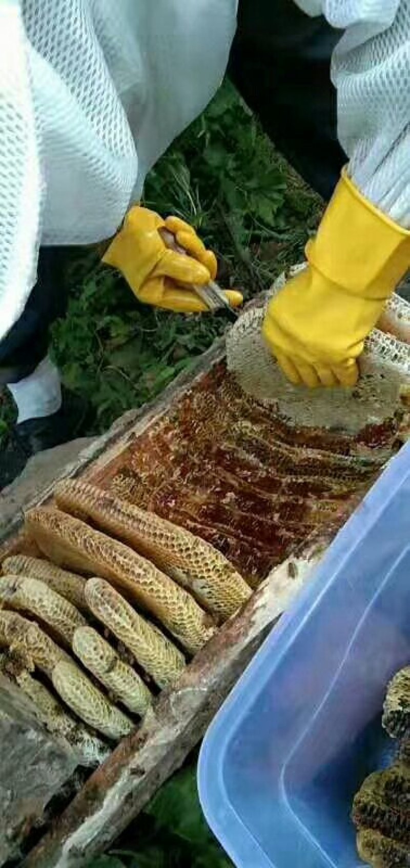 包邮【秦岭正宗圆棒棒桶野生土蜂巢蜜】假一赔十土蜂百花巢蜜