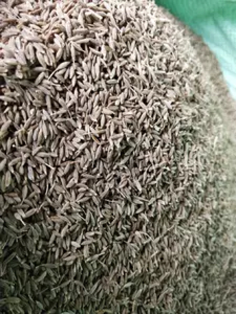孜然印度进口孜然产地直供价格优惠质量保证一件代发