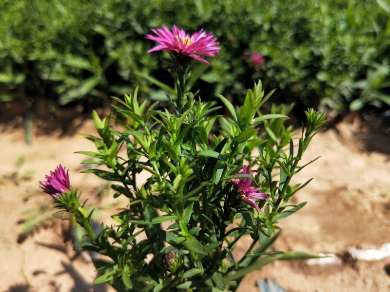 荷兰菊多年生草花量大可议价小杯欢迎实地看货