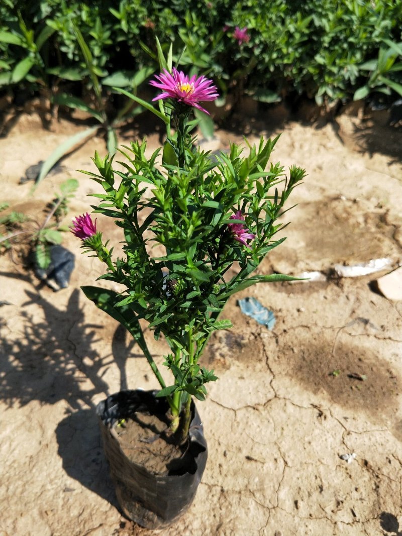 荷兰菊多年生草花量大可议价小杯欢迎实地看货
