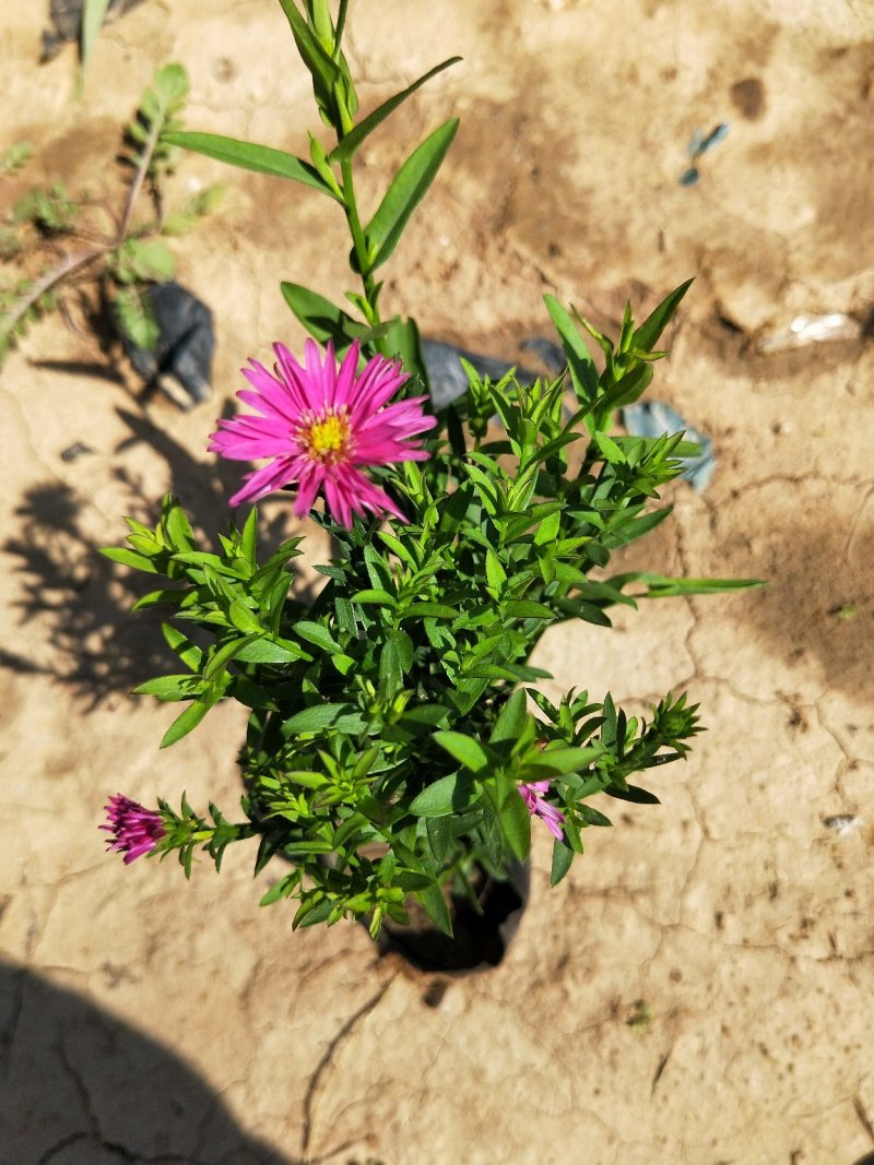 荷兰菊多年生草花量大可议价小杯欢迎实地看货