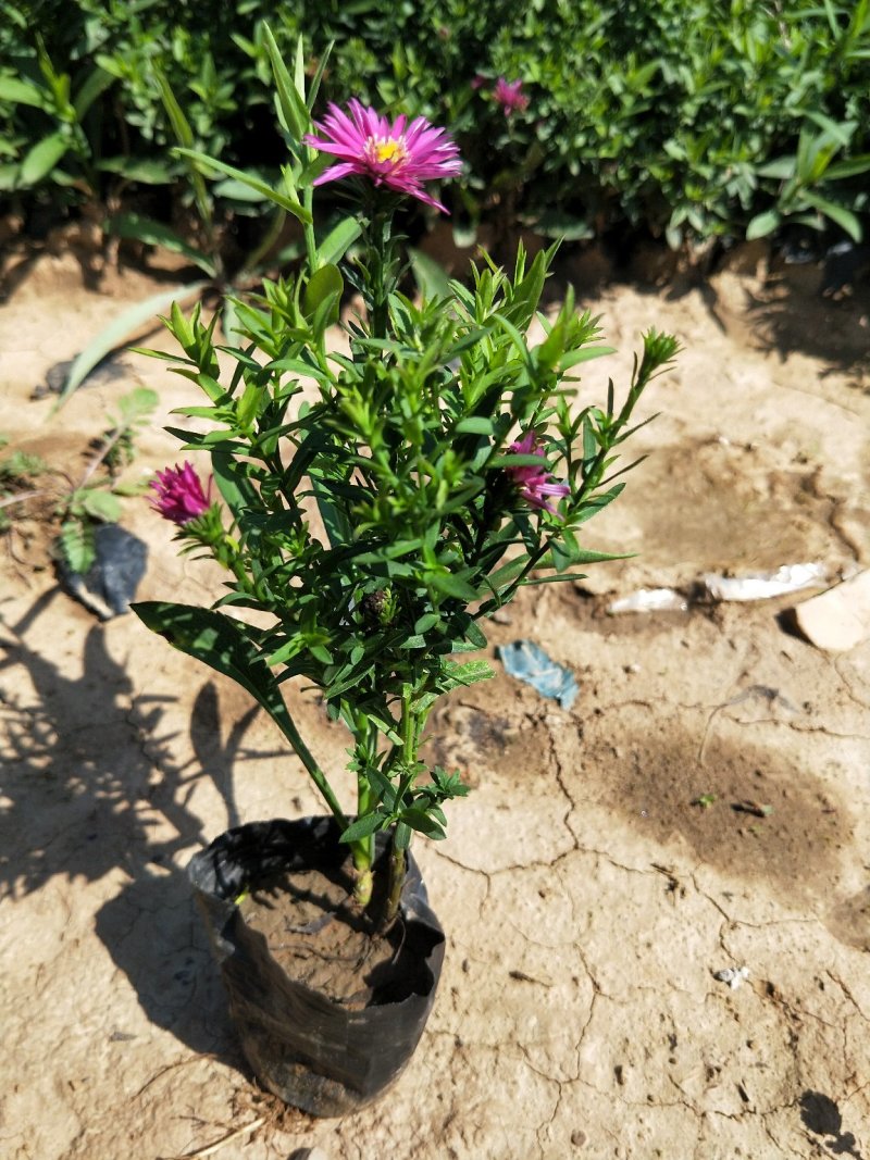 荷兰菊多年生草花量大可议价小杯欢迎实地看货