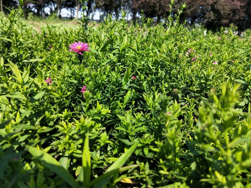 荷兰菊多年生草花量大可议价小杯欢迎实地看货