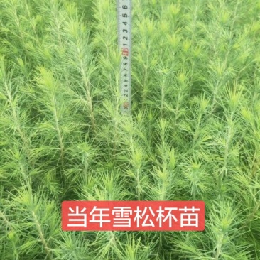 绿化苗木