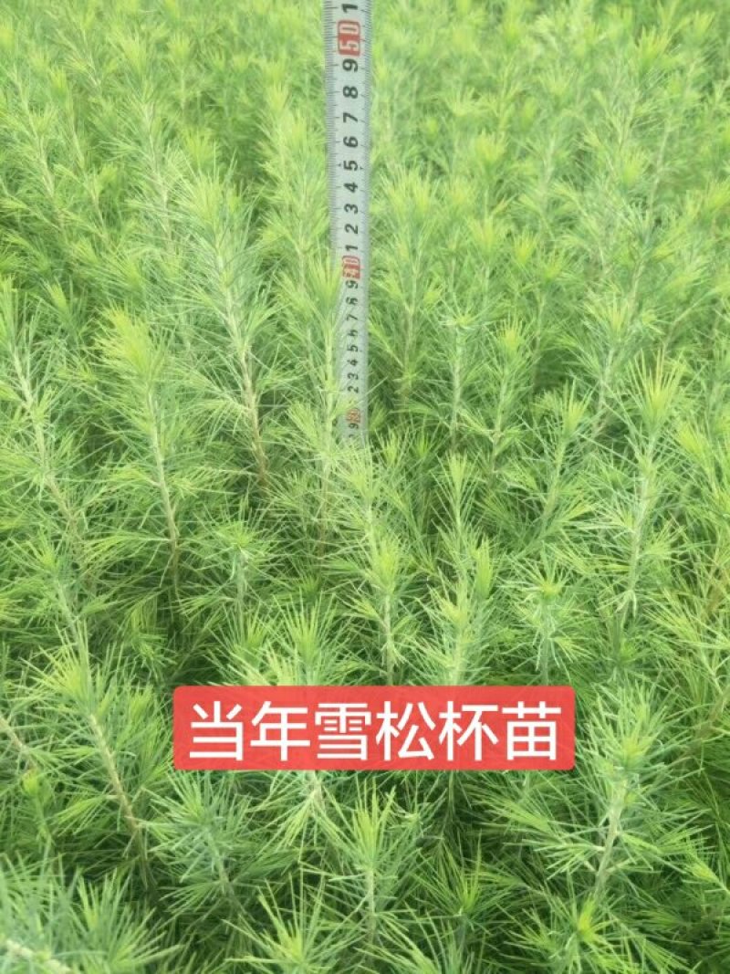 绿化苗木
