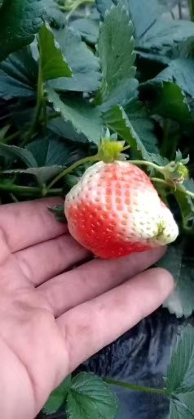 草莓苗章姬桃熏法兰地白雪公主大量供应保证品种