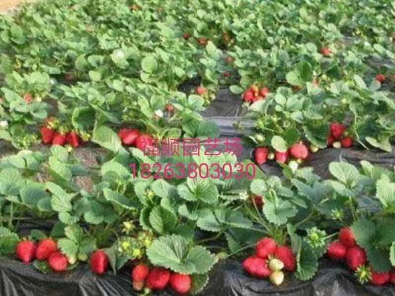 草莓苗章姬桃熏法兰地白雪公主大量供应保证品种