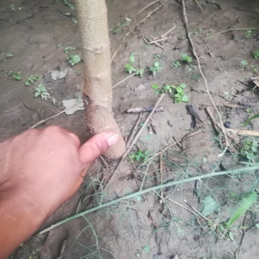 黑珍珠桑树苗