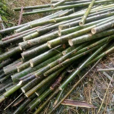 出售果树瓜棚房屋建筑排山竹竿