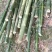 出售果树瓜棚房屋建筑排山竹竿