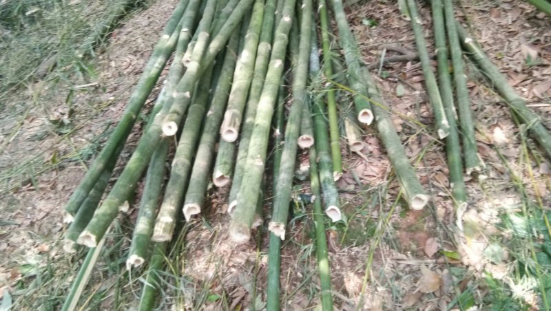 出售果树瓜棚房屋建筑排山竹竿