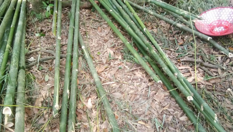 出售果树瓜棚房屋建筑排山竹竿