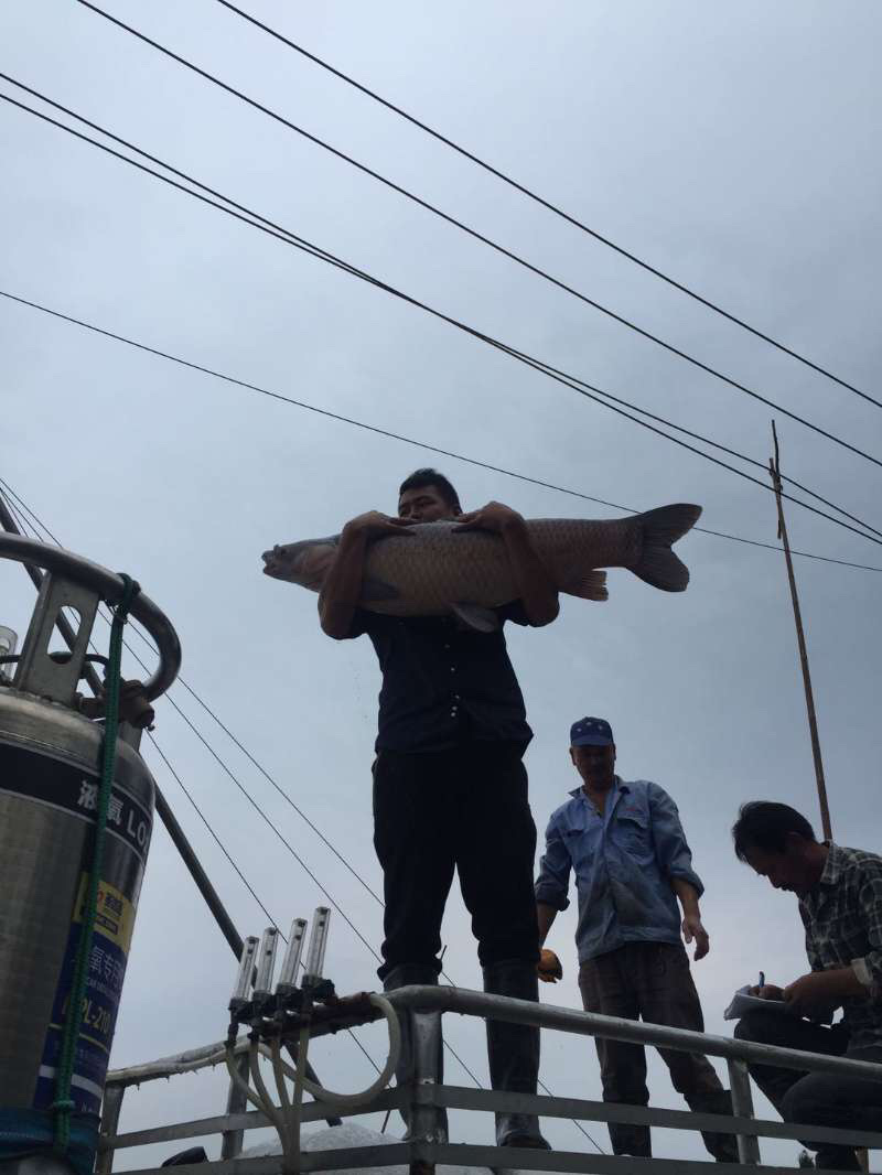 青鱼
