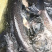 青鱼