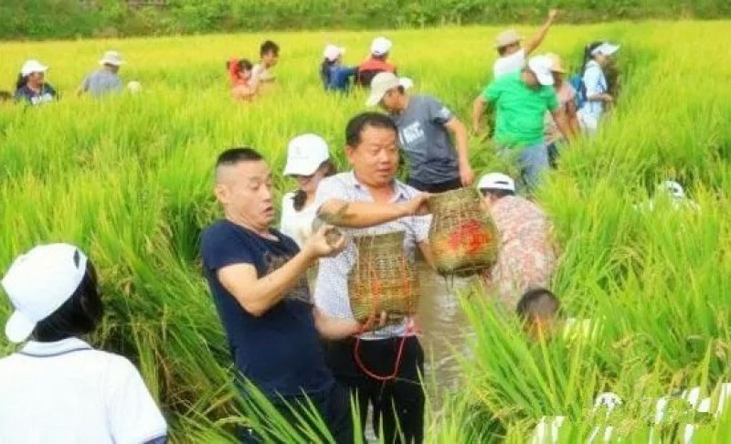 稻花鱼