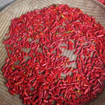 辣椒