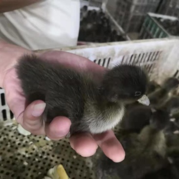 金锭鸭苗金锭蛋鸭苗